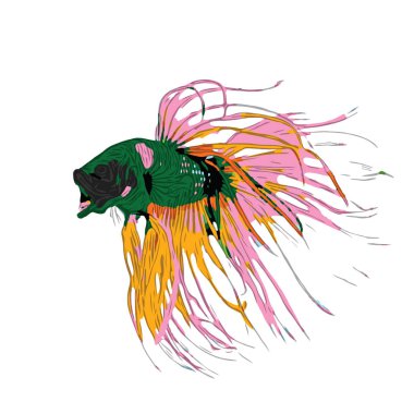 Colorful Betta Fish Vector Illustration. Siamese Fighting Fish. Betta Splendens, isolated on white background clipart