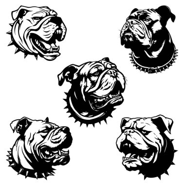 Spor takımları ve maskotlar ve illüstrasyon vektörü için uygun tehditkar bir ifadeye sahip saldırgan bir bulldog koleksiyonu. 