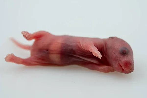 新生的老鼠 小老鼠 从新生的老鼠中分离出来的白色 新生实验室白色小鼠被隔绝在白色背景上 — 图库照片