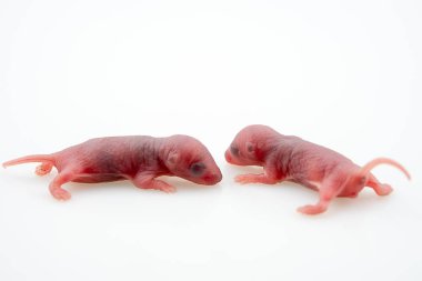 Yeni doğmuş fareleri. küçük fareler. Beyazlı geri yeni doğan fareden izole. Beyaz arka plan üzerinde izole yenidoğan laboratuvar beyaz fare