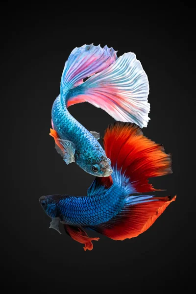 Красочная Рыба Черном Фоне Сиамская Боевая Рыба Betta Fish Betta — стоковое фото