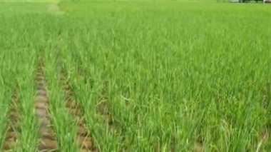 Tayland pirinç alan, uçağın shot havadan görünümü