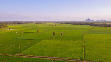 pirinç çeltik tarlası