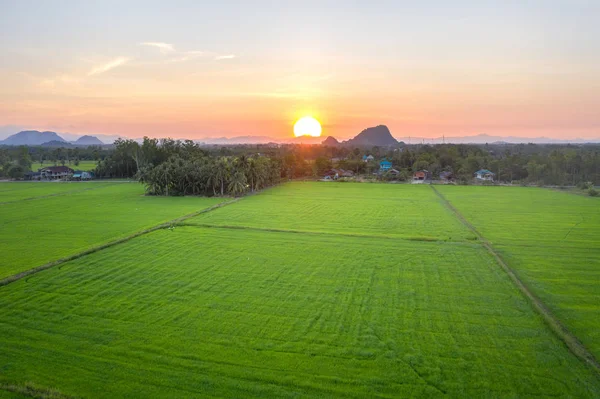 pirinç çeltik tarlası