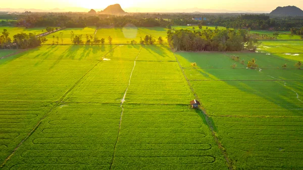 Rijzen Paddy Field — Stockfoto