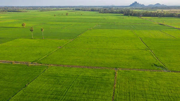 Rijzen Paddy Field — Stockfoto