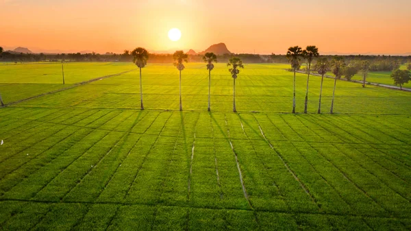 Rijzen Paddy Field — Stockfoto