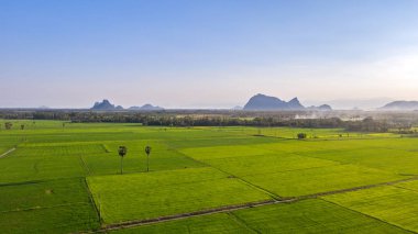 pirinç çeltik tarlası