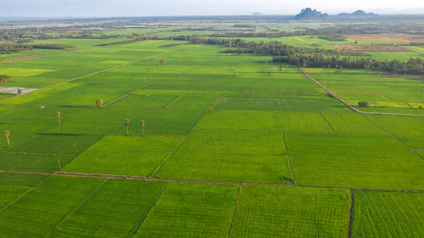 Rices campo paddy — Fotografia de Stock