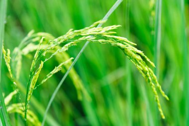 Yeşil pirinç tarlası