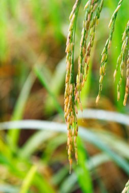 Yeşil pirinç tarlası