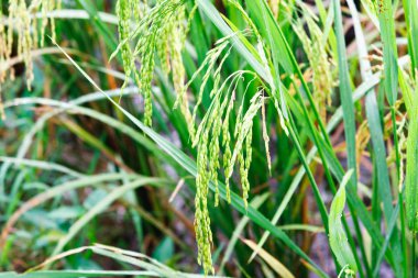 Yeşil pirinç tarlası