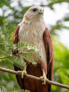 Kızıl Şahin 'in yakın plan portresi kırmızımsı-kahverengi renktedir ama baş ve göğüs beyaz renktedir.. 