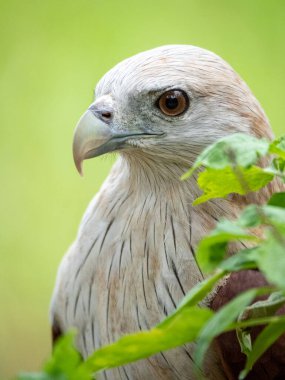Kızıl Şahin 'in yakın plan portresi kırmızımsı-kahverengi renktedir ama baş ve göğüs beyaz renktedir.. 