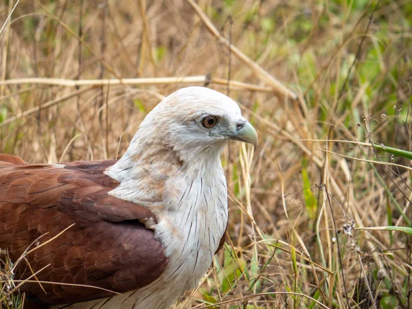 Close Portret Van Een Rode Havik Heeft Een Rood Bruine — Stockfoto