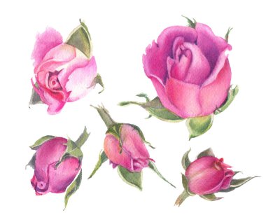 Beyaz arka planda kırmızı suluboya güller. El çizimi illüstrasyon. 