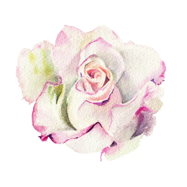 Białym Tle Białym Tle Akwarela Rose Ręcznie Rysowane Ilustracja — Zdjęcie stockowe