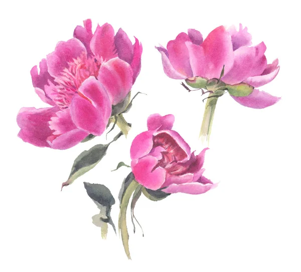Watercolor Flowers Isolated White Background Peonies Hand Drawn Illustration — Stock Photo, Image