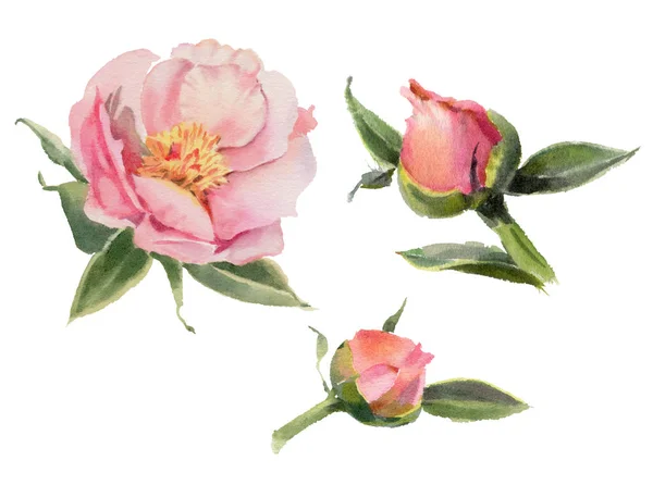 Watercolor Flowers Isolated White Background Peonies Hand Drawn Illustration — Stock Photo, Image