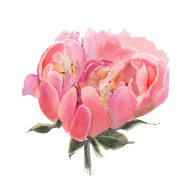 Beyaz arka planda izole edilmiş suluboya çiçekler. Şakayıklar. El çizimi illüstrasyon. 