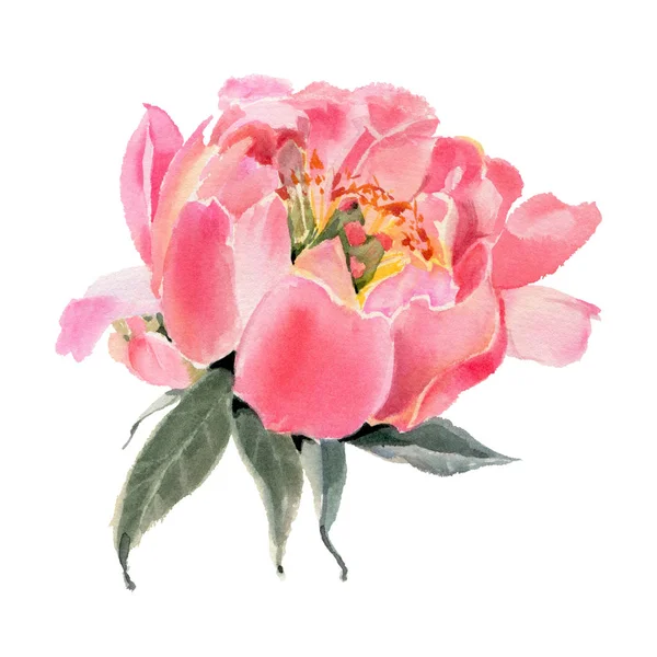 Watercolor Flowers Isolated White Background Peonies Hand Drawn Illustration — Stock Photo, Image