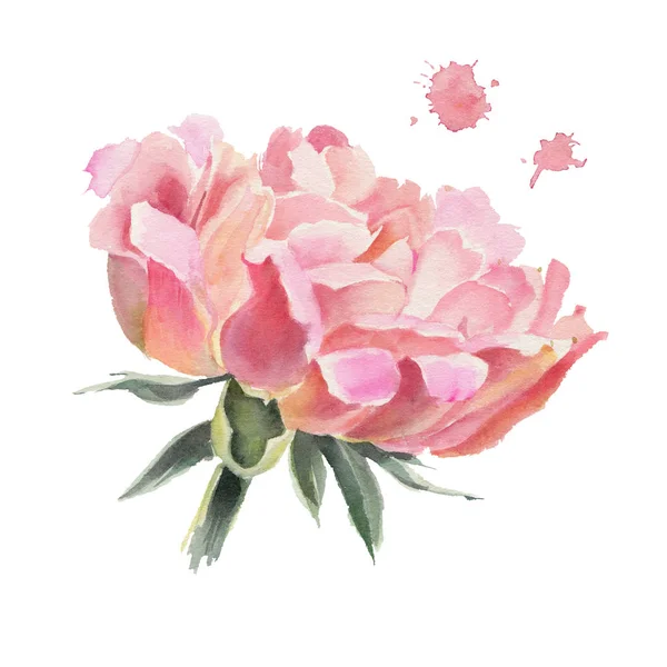 Watercolor Flowers Isolated White Background Peonies Hand Drawn Illustration — Stock Photo, Image