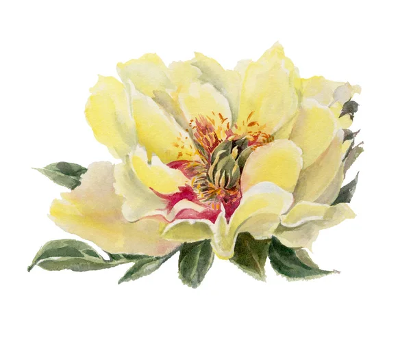 Akvarelu Květiny Izolovaných Bílém Pozadí Žlutá Pivoňka Ručně Kreslené Ilustrace — Stock fotografie
