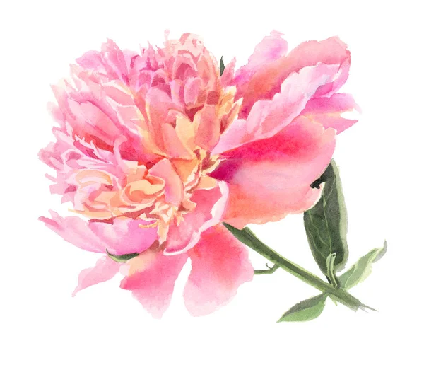 Flores Acuarela Aisladas Sobre Fondo Blanco Peonía Rosa Ilustración Dibujada —  Fotos de Stock