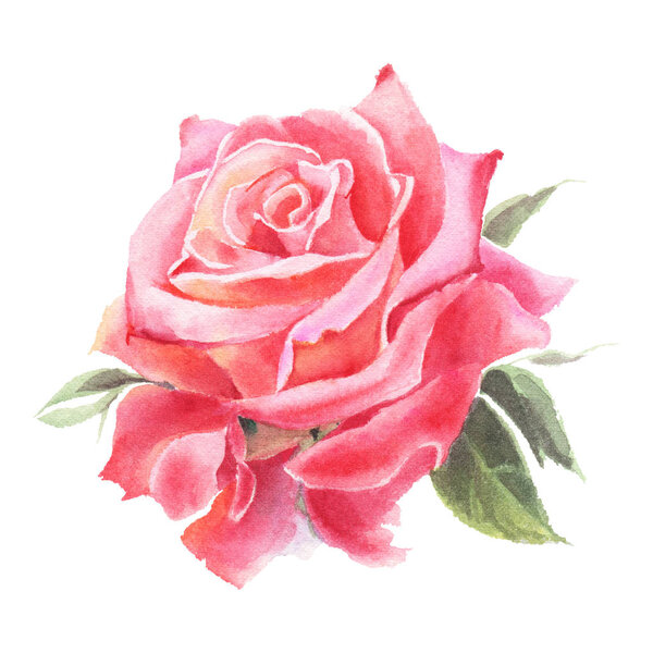 Red watercolor  roses  isolated on a white background. Hand-drawn illustration. 