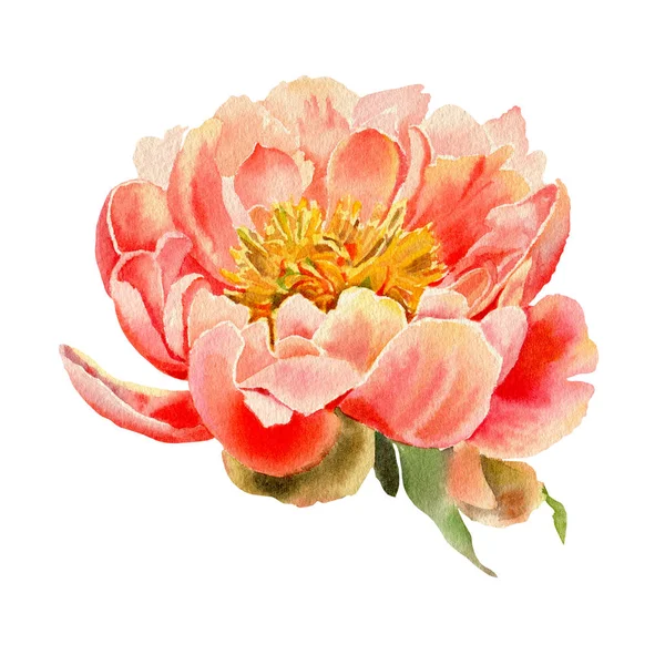 Beyaz arka planda izole edilmiş suluboya çiçekler. Şakayıklar. El çizimi illüstrasyon. 