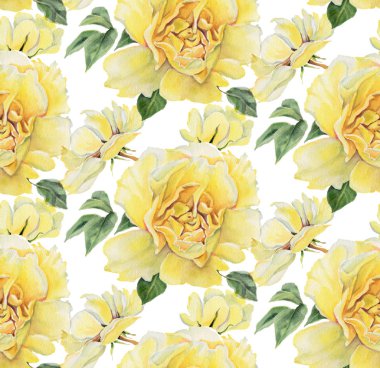 Beyaz zemin üzerine suluboya gül ile Seamless modeli. Resimde çizilmiş. 