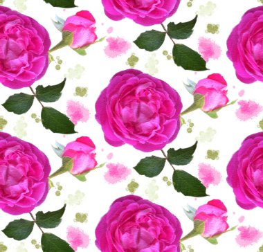 Suluboya çiçekli kusursuz desen. Köpek gülü. El çizimi illüstrasyon. 