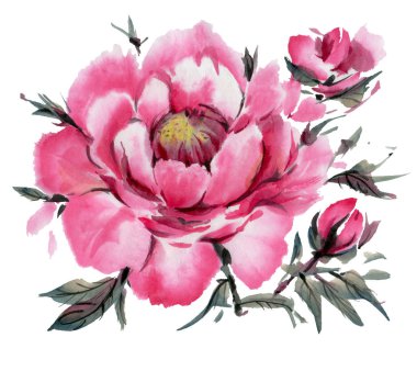 Beyaz arka planda izole edilmiş suluboya çiçekler. Şakayıklar. El çizimi illüstrasyon. 