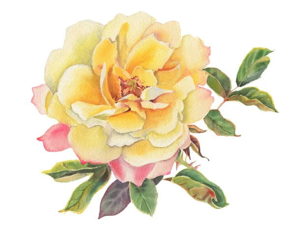 Yellow Watercolor Roses Isolated White Background Hand Drawn Illustration — Stock Photo, Image