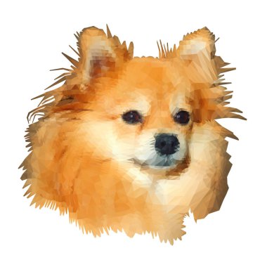 Düşük poli modelleme. Beyaz arka plan üzerinde izole bir spitz köpek görüntüsü. Vektör çizim