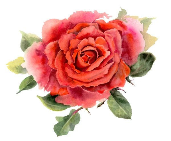 Rosas Acuarela Rojas Aisladas Sobre Fondo Blanco Ilustración Dibujada Mano — Foto de Stock