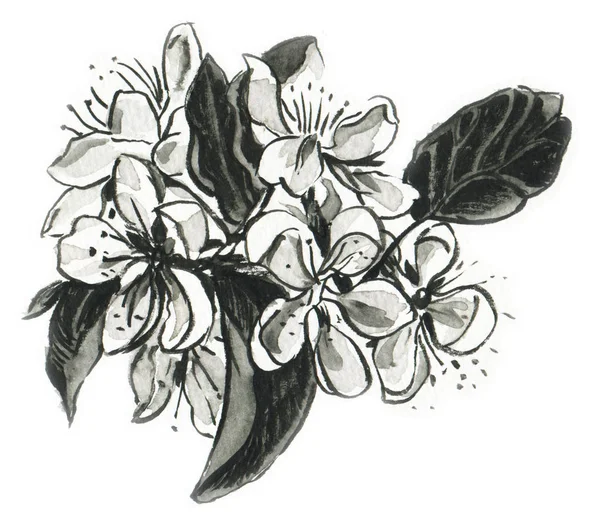 Monochrome drawing of flowers of an apple-tree.   Hand-drawn illustration.  Watercolor.