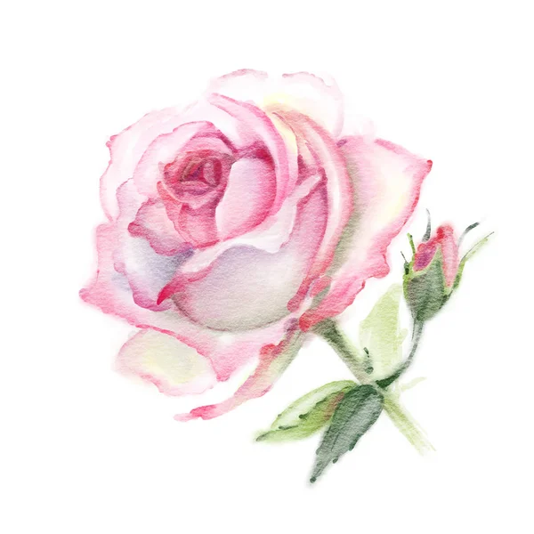 Rosa Aquarela Rosas Isoladas Fundo Branco Ilustração Desenhada Mão — Fotografia de Stock