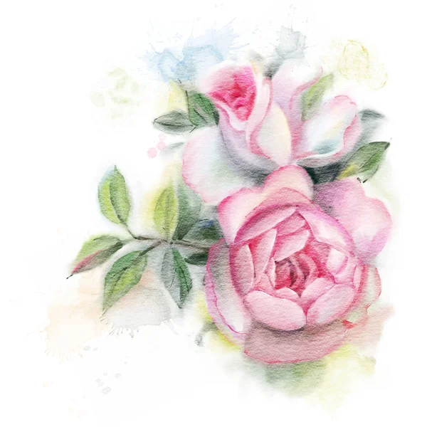 孤立在白色背景上水彩玫瑰 手绘插画 — 图库照片