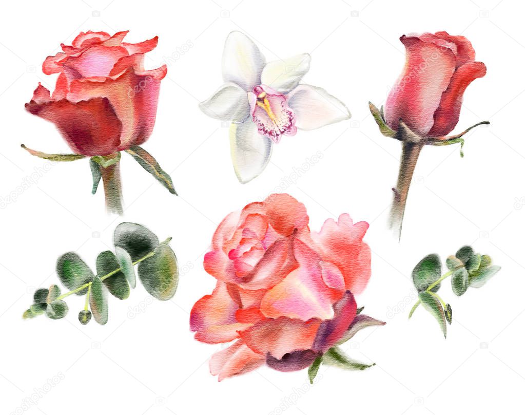 Watercolor  flowers isolated on a white background. Roses and orchids. Hand-drawn illustration. 