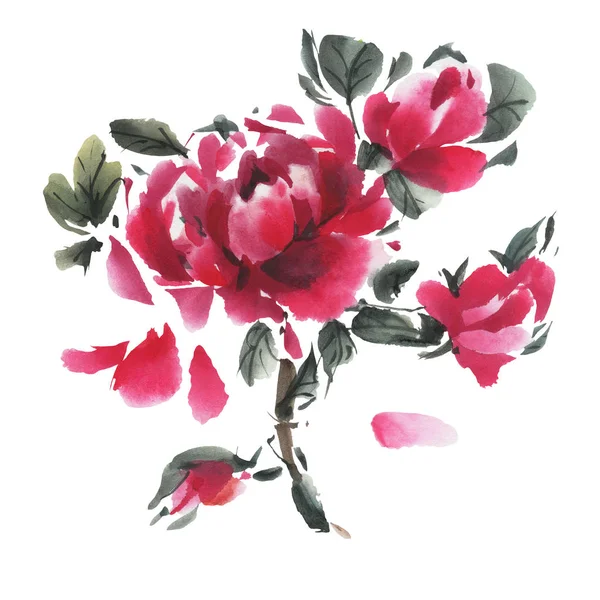 Beyaz arka planda izole edilmiş suluboya çiçekler. Şakayıklar. El çizimi illüstrasyon. 