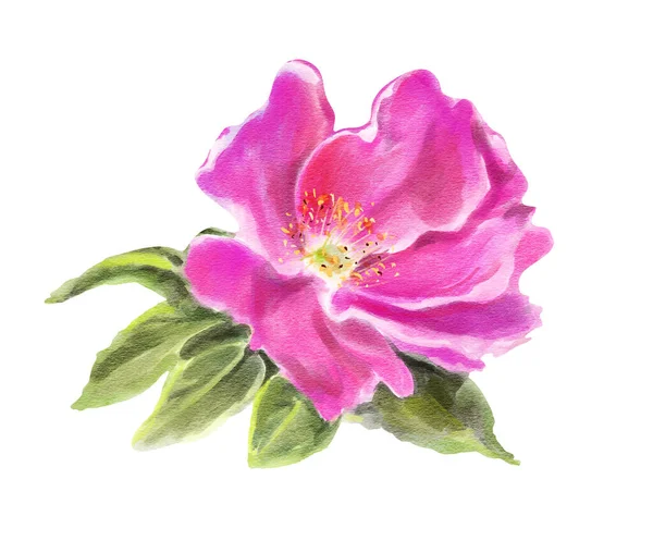 Fiori Acquerello Isolati Uno Sfondo Bianco Rosa Canina Illustrazione Disegnata — Foto Stock