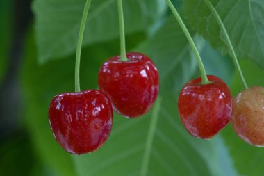 Tatlı siyah kiraz ağacı üzerinde erken yaz aylarında