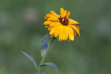 Yeşil alanı yetersiz odak arka plan ile sarı çiçek
