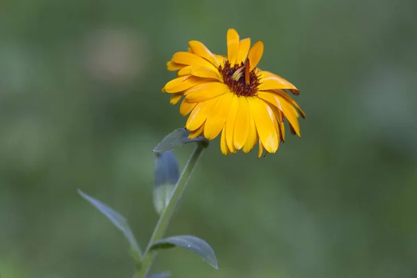 Flor amarela em um campo verde com um fundo fora de foco — Fotografia de Stock