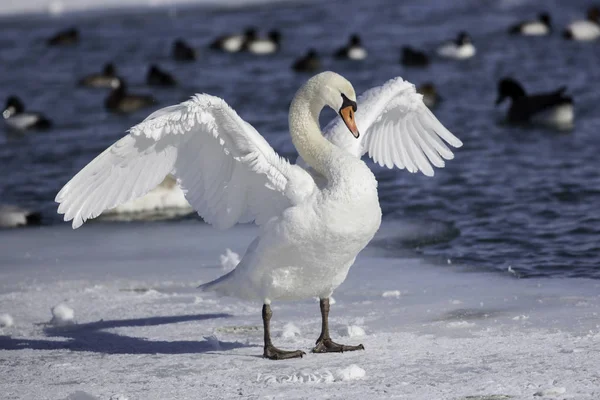 Mute Swan Standing on Ice with Wings Open — Stock Photo, Image