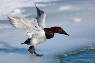 Birds Shorebirds Winter Canvasback Duck Wings Open clipart