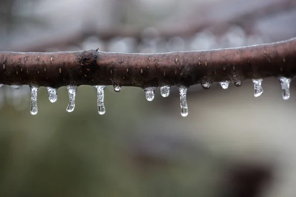 Forest Frozen Icecicles en Solitary Branch Invierno 2019 —  Fotos de Stock