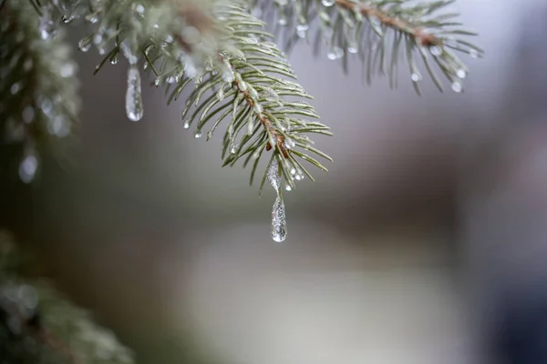 Derretendo gotejamentos de neve em uma filial na temporada de inverno — Fotografia de Stock