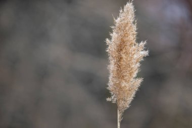 Manzara bahar sezonu incecik çim alan kahverengi ve mavi boşaltmak ile yürüyüş